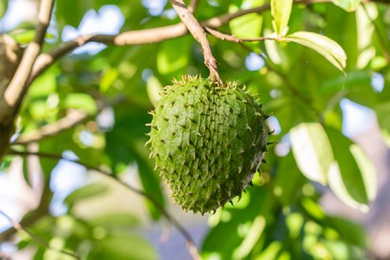 Soursop Capsules